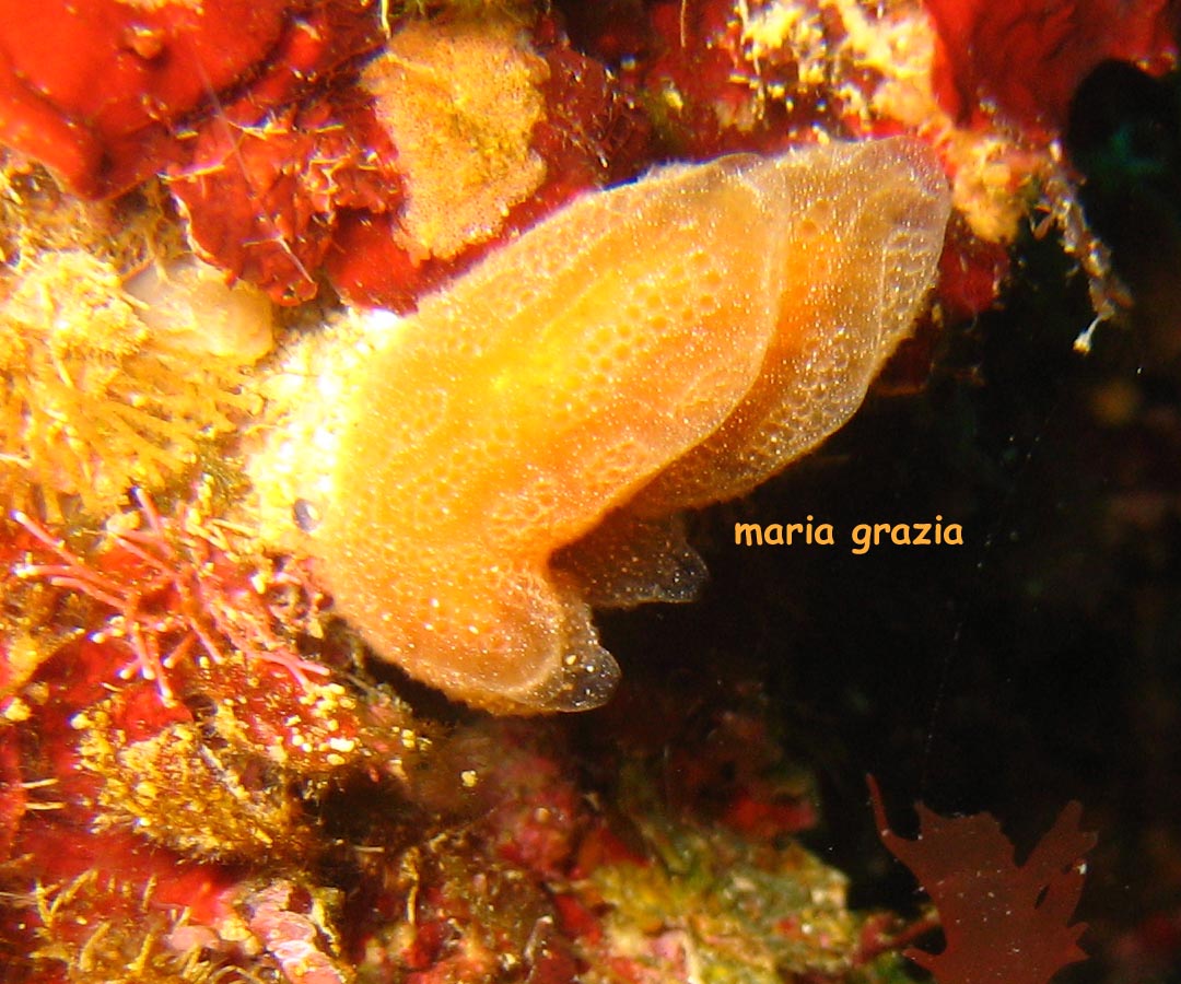 Aplidium tabarquensis
